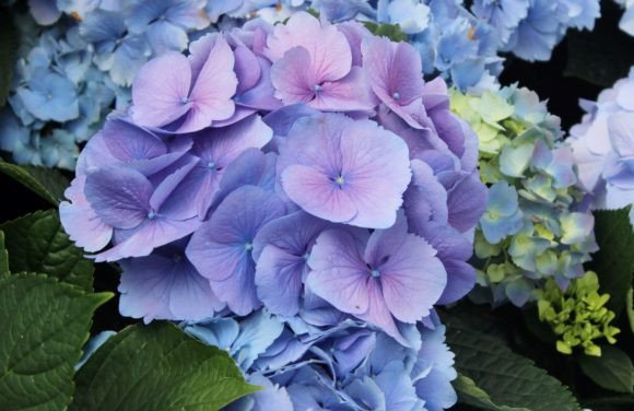 Download Blue &amp; Purple Hydrangea Blooms - Blooms Collection