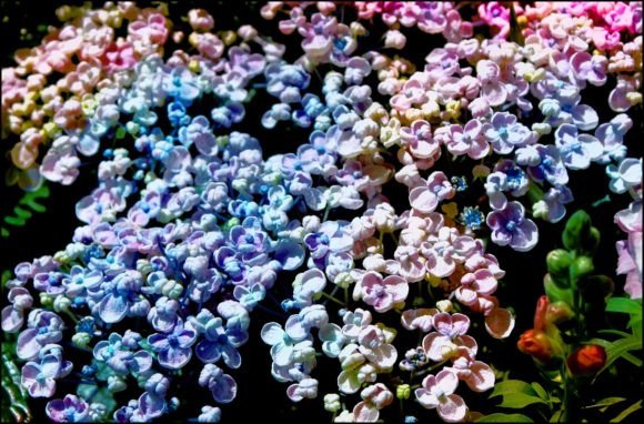 Download Blue &amp; Purple Hydrangea Blooms - Blooms Collection