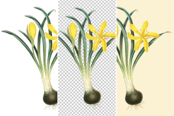 Download Yellow Winter Daffodil Clipart - Daffodil clipart Collection