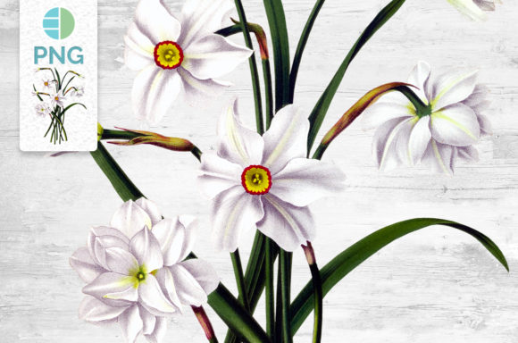 Download Daffodil Clipart Flower - Daffodil clipart Collection
